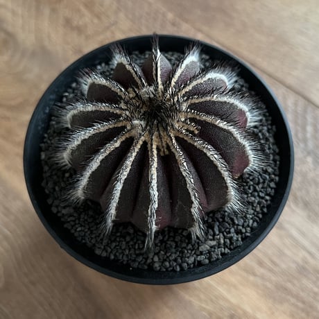 Uebelmannia Pectinifera