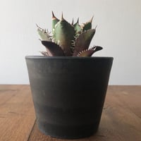 Agave titanota Red Catweezle