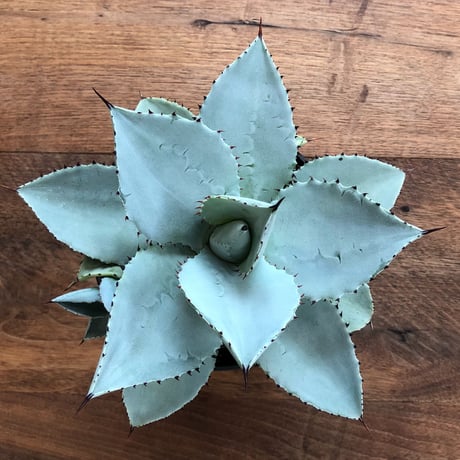 Agave Dragon Toes