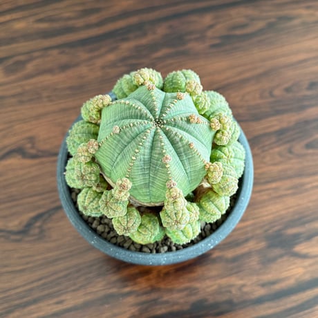 Euphorbia Obesa