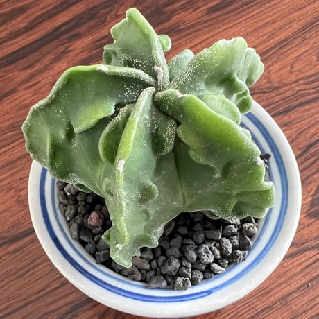 Astrophytum Myriostigma
