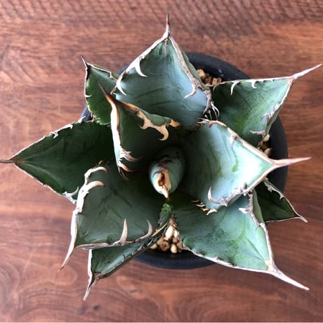Agave titanota