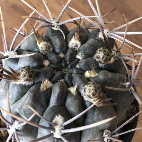 G. gibbosum var. nigrum