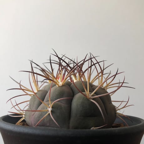 gymnocalycium pflanzii var.albipulpa