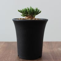 Euphorbia Flanaganii