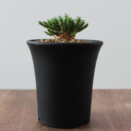 Euphorbia Flanaganii