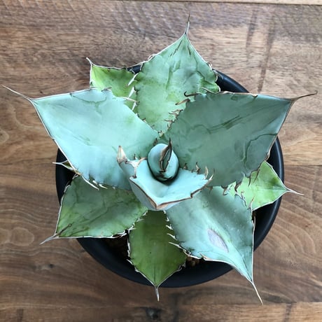 Agave Titanota White Ice