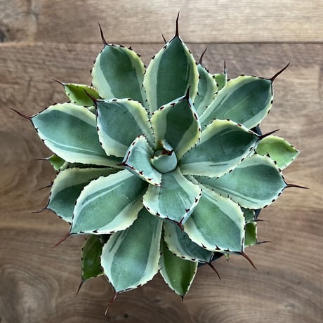 Agave Potatorum kishokan