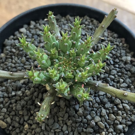 Euphorbia Flanaganii