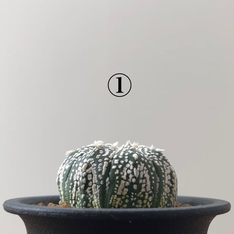 Astrophytum asterias  3set