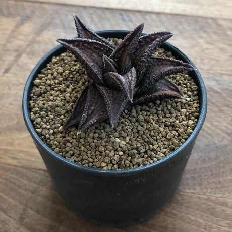 Haworthia Onigawara