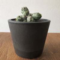Euphorbia pseudoglobosa