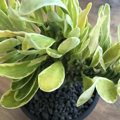 Euphorbia Neriifolia f varieg crist