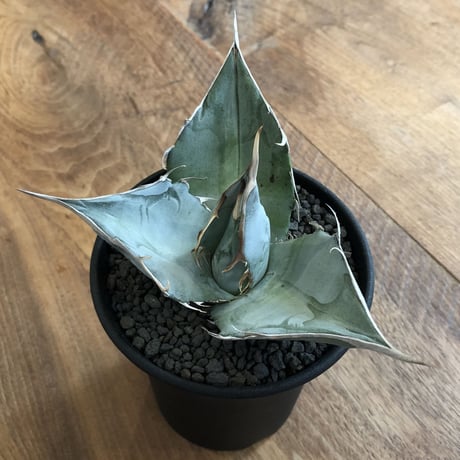 Agave Titanota White Ice