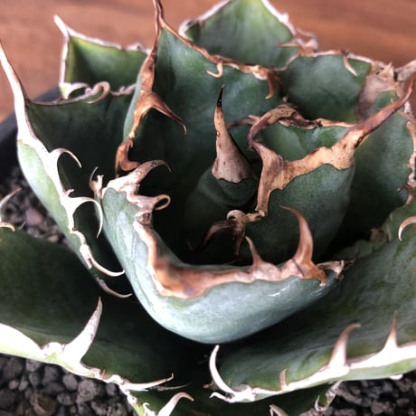 Agave titanota 白鯨