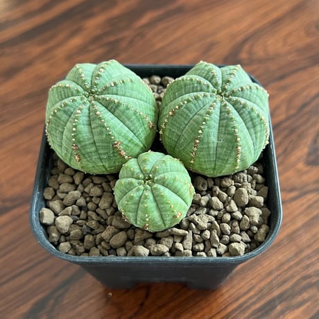 Euphorbia Obesa