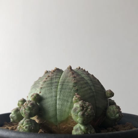 Euphorbia symmetrica