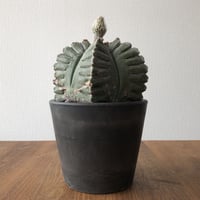 Astrophytum myriostigma