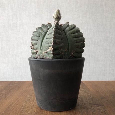 Astrophytum myriostigma