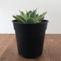 Agave Potatorum Kishokan