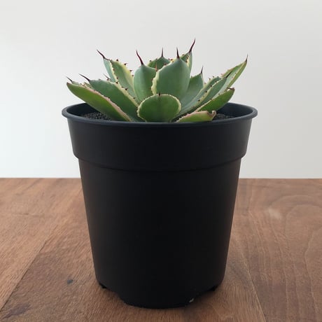 Agave Potatorum Kishokan