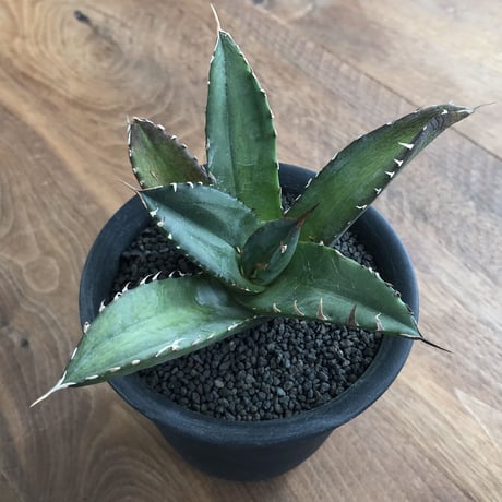 Agave Titnota