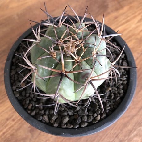 Echinocactus Horizonthalonius