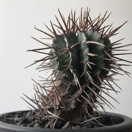 Euphorbia horrida