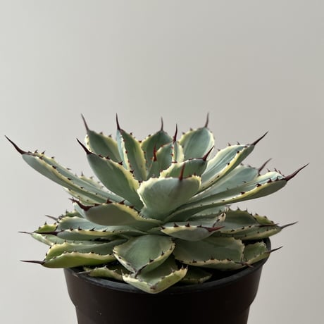 Agave Potatorum kishokan