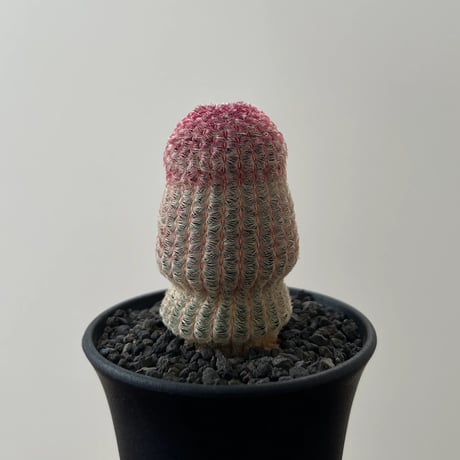 Echinocereus Rigidissimus
