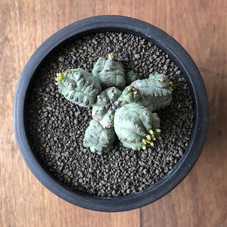 Euphorbia pseudoglobosa