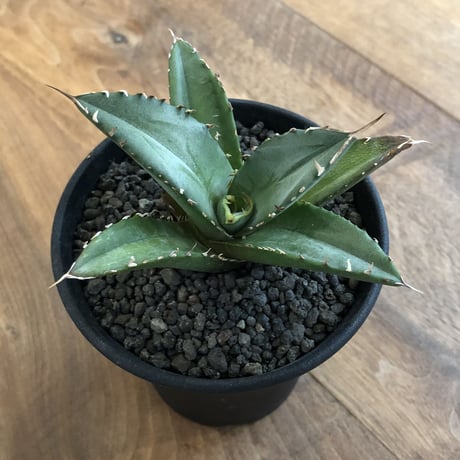 Agave Titanota Fo-076