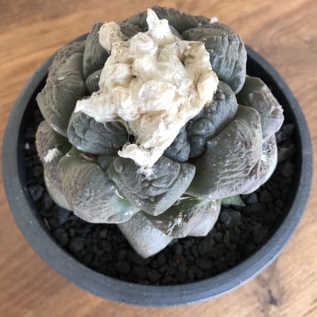 Ariocarpus fissuratus v.lloydii