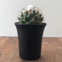 Coryphantha bumamma