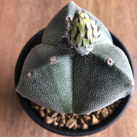 Astrophytum myriostigma