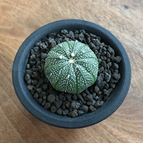 Astrophytum Asterias