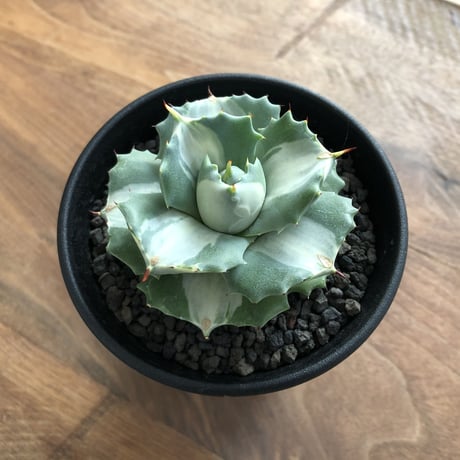 Agave isthmensis Ohi Raijin