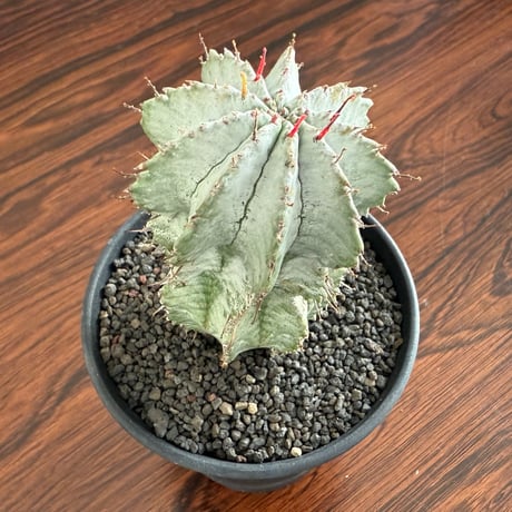 Euphorbia Horrida