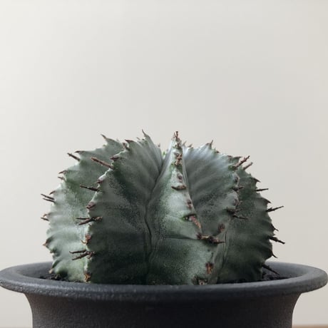 Euphorbia horrida