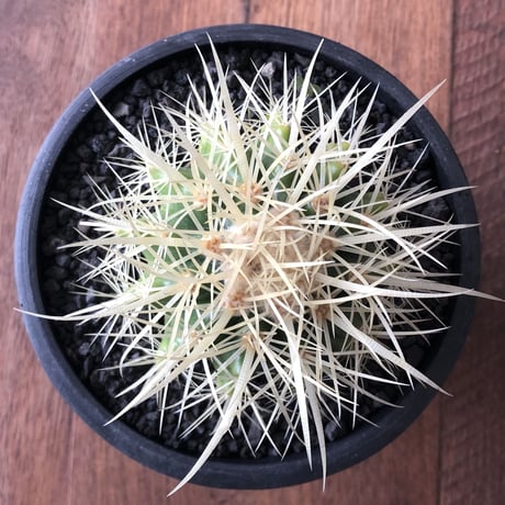 Echinocactus grusonii