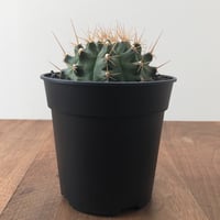 Gymnocalycium Anisitsii