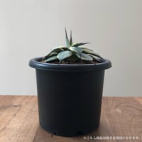 Agave Cream Spike
