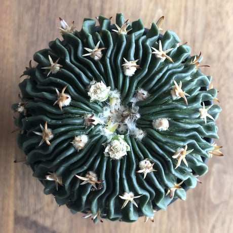 Echinofossulocactus multicostutus var. elegans