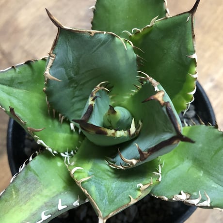 Agave Titnota