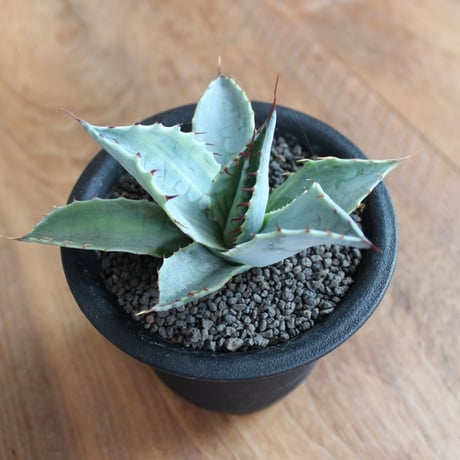 Agave Parrasana Fire ball