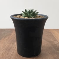Obregonia denegrii