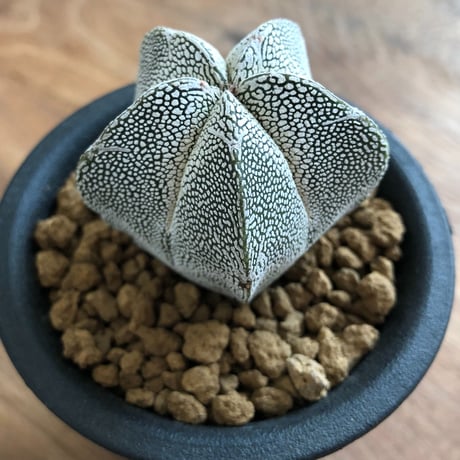 Astrophytum Myriostigma ONZUKA
