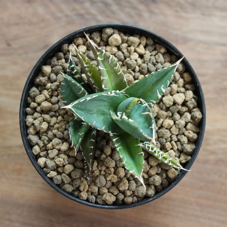 Agave Titanota FO-076