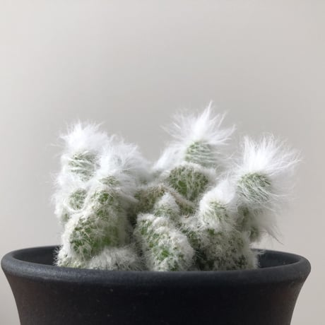 Espostoa ritterii