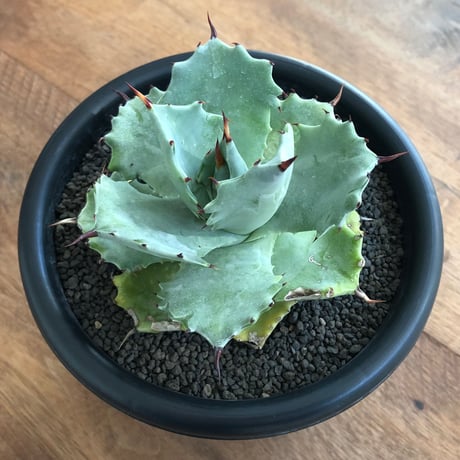Agave Isthmensis